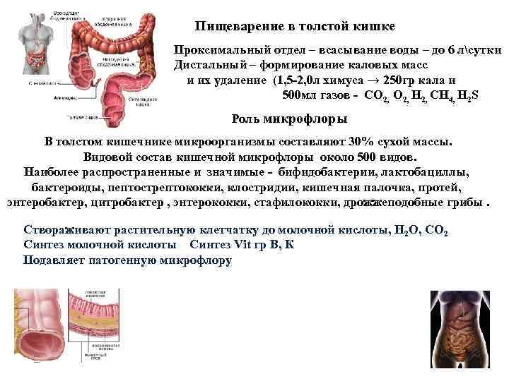 Анатомия и физиология кишечника презентация