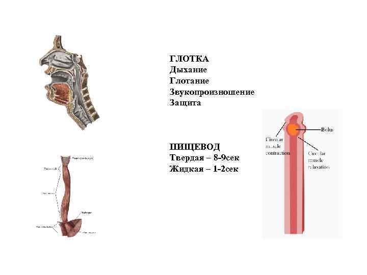 Гортань и пищевод схема