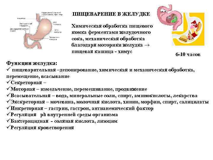 Пищеварение презентация 8 класс биология