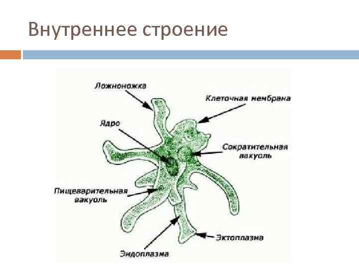 Внутреннее строение 