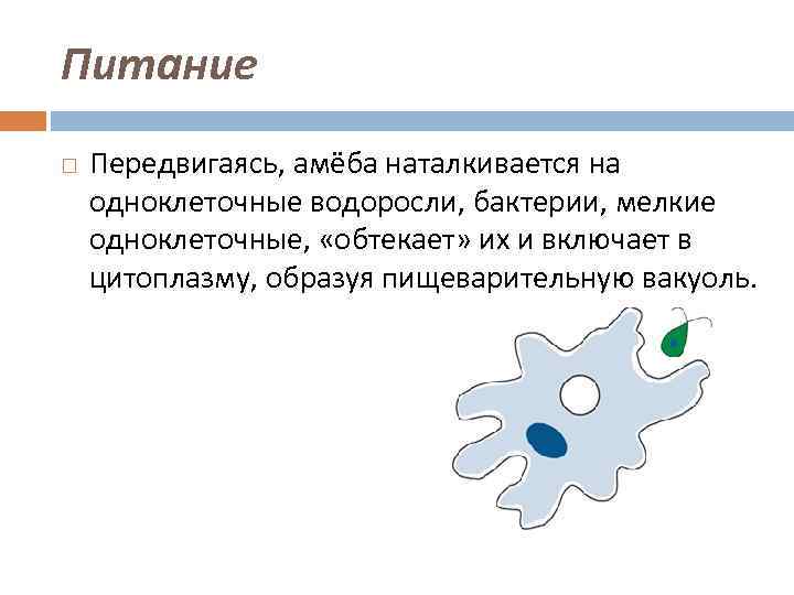 Какой тип питания характерен для амебы обыкновенной изображенной на рисунке 1