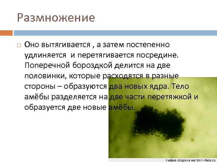 Размножение Оно вытягивается , а затем постепенно удлиняется и перетягивается посредине. Поперечной бороздкой делится