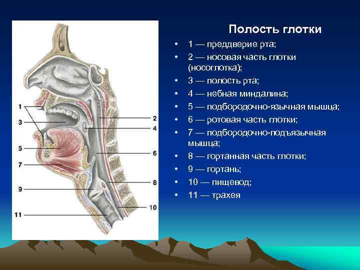 Полость глотки • • • 1 — преддверие рта; 2 — носовая часть глотки