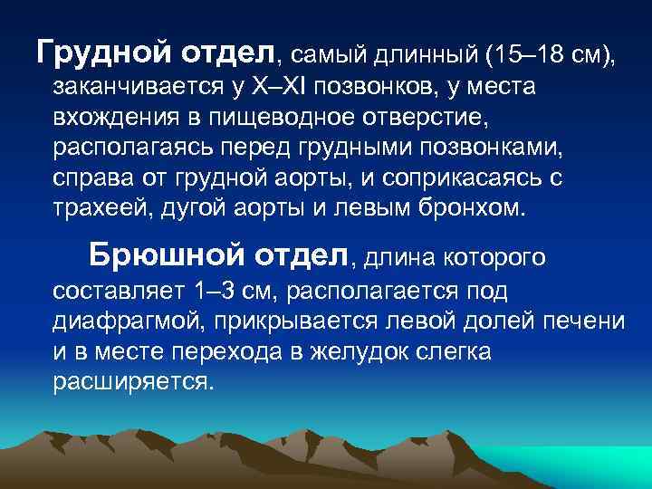 Грудной отдел, самый длинный (15– 18 см), заканчивается у X–XI позвонков, у места вхождения