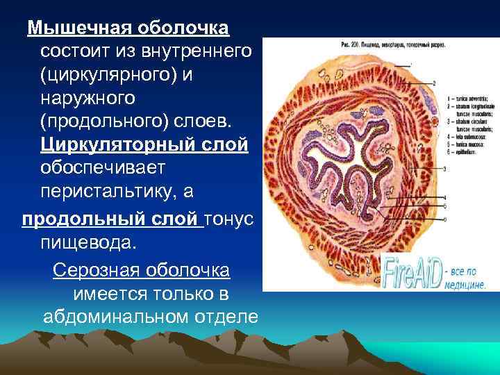 Мышечная оболочка состоит из внутреннего (циркулярного) и наружного (продольного) слоев. Циркуляторный слой обоспечивает перистальтику,