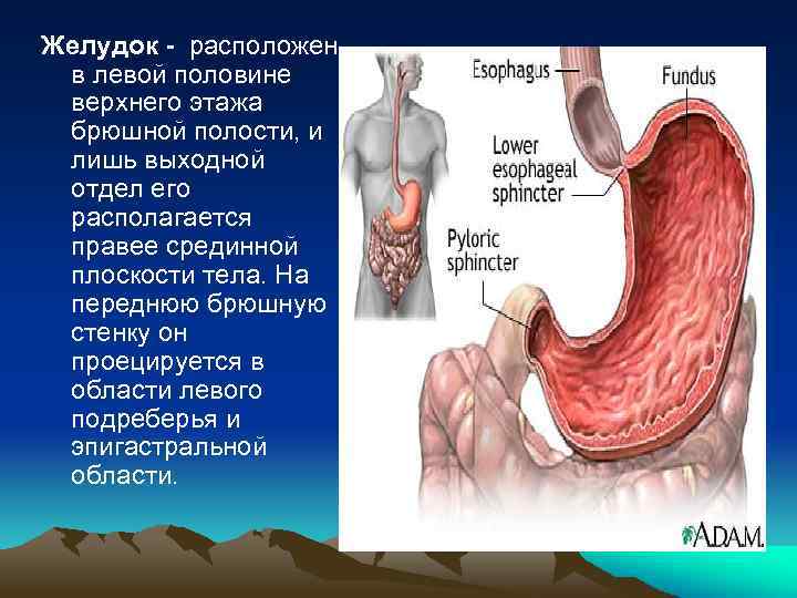 Желудок - расположен в левой половине верхнего этажа брюшной полости, и лишь выходной отдел