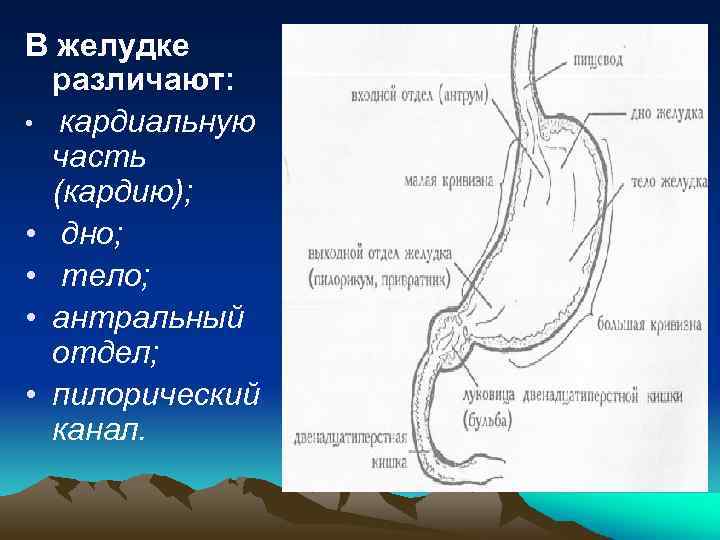 В желудке различают: • кардиальную часть (кардию); • дно; • тело; • антральный отдел;