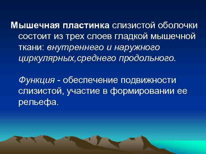 Мышечная пластинка слизистой оболочки состоит из трех слоев гладкой мышечной ткани: внутреннего и наружного