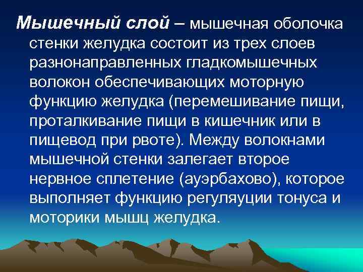 Мышечный слой – мышечная оболочка стенки желудка состоит из трех слоев разнонаправленных гладкомышечных волокон