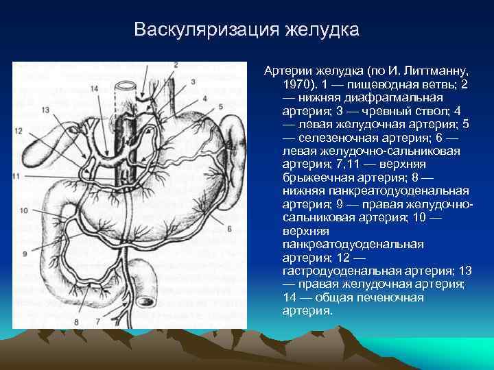 Васкуляризация желудка Артерии желудка (по И. Литтманну, 1970). 1 — пищеводная ветвь; 2 —