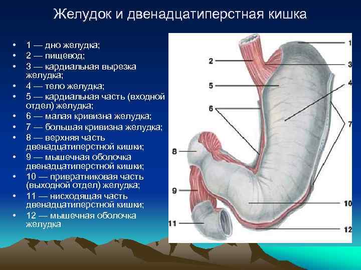 Желудок и двенадцатиперстная кишка • • • 1 — дно желудка; 2 — пищевод;