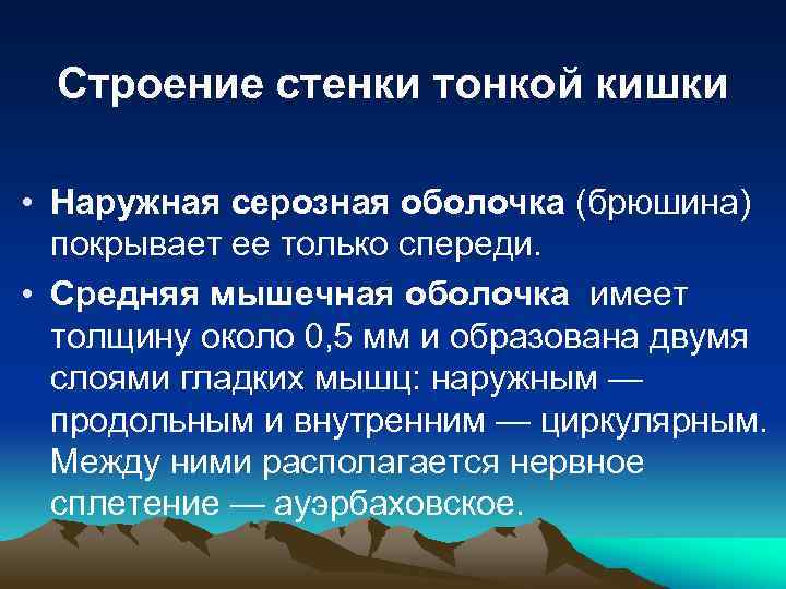 Строение стенки тонкой кишки • Наружная серозная оболочка (брюшина) покрывает ее только спереди. •