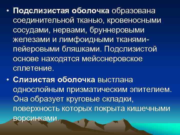 • Подслизистая оболочка образована соединительной тканью, кровеносными сосудами, нервами, бруннеровыми железами и лимфоидными