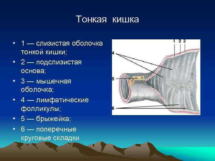 Тонкая кишка • 1 — слизистая оболочка тонкой кишки; • 2 — подслизистая основа;