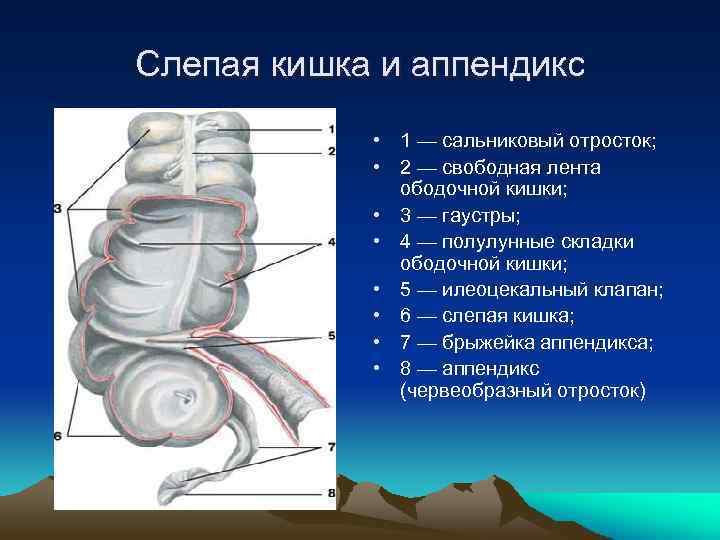 Слепая кишка и аппендикс • 1 — сальниковый отросток; • 2 — свободная лента
