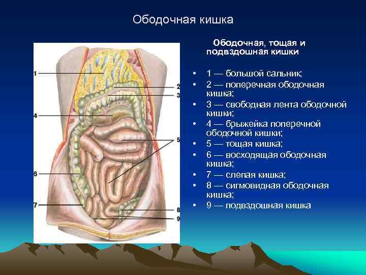 Ободочная кишка Ободочная, тощая и подвздошная кишки • • • 1 — большой сальник;