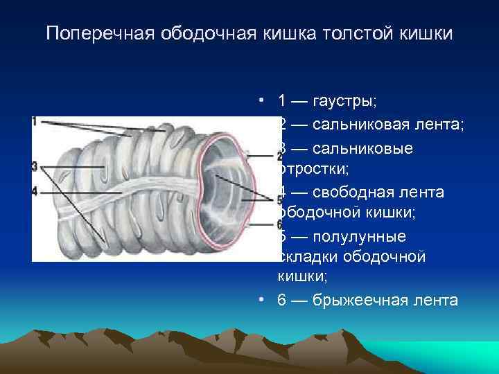 Поперечная ободочная кишка толстой кишки • 1 — гаустры; • 2 — сальниковая лента;