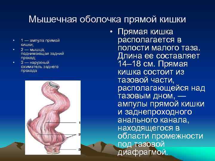 Мышечная оболочка прямой кишки • • • 1 — ампула прямой кишки; 2 —