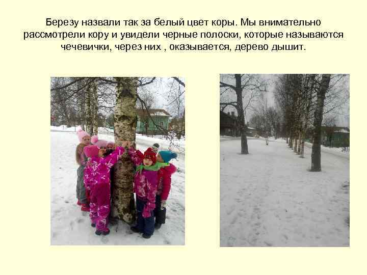 Березу назвали так за белый цвет коры. Мы внимательно рассмотрели кору и увидели черные