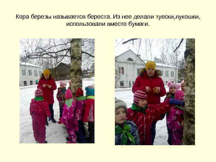 Кора березы называется береста. Из нее делали туески, лукошки, использовали вместо бумаги. 