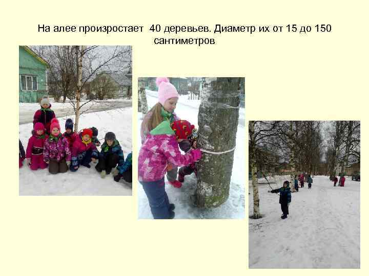 На алее произростает 40 деревьев. Диаметр их от 15 до 150 сантиметров 