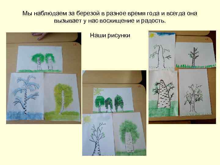 Мы наблюдаем за березой в разное время года и всегда она вызывает у нас