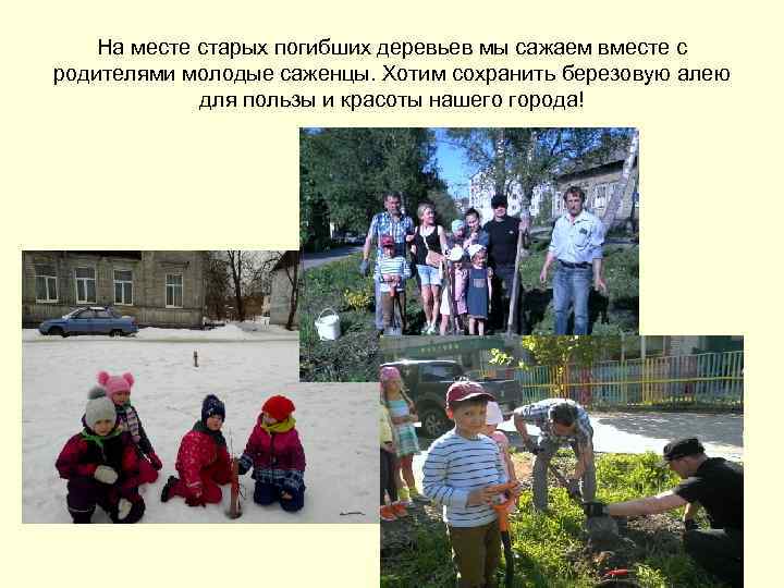 На месте старых погибших деревьев мы сажаем вместе с родителями молодые саженцы. Хотим сохранить