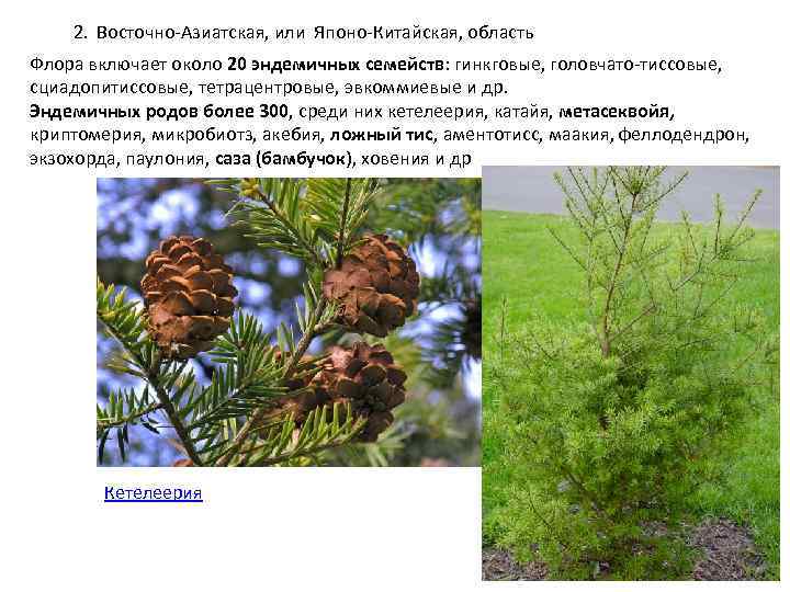 2. Восточно Азиатская, или Японо Китайская, область Флора включает около 20 эндемичных семейств: гинкговые,