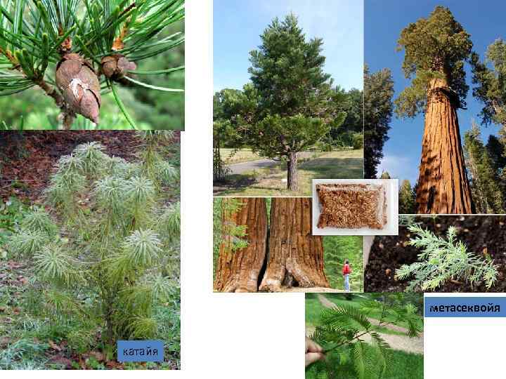 метасеквойя катайя 