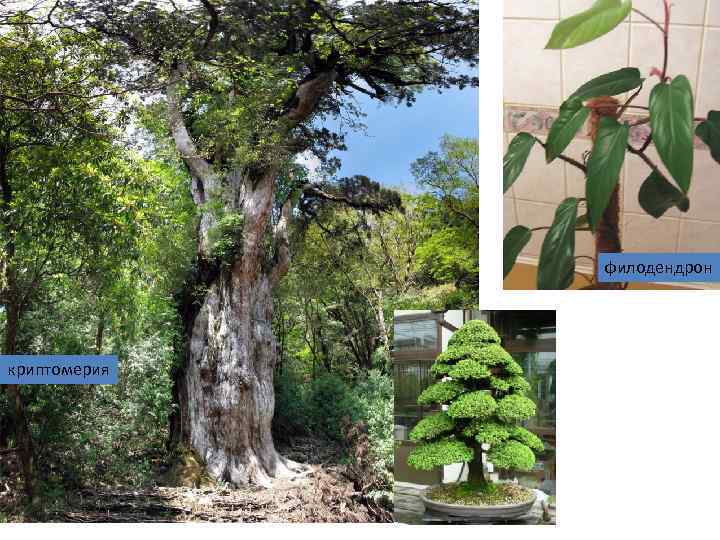 филодендрон криптомерия 