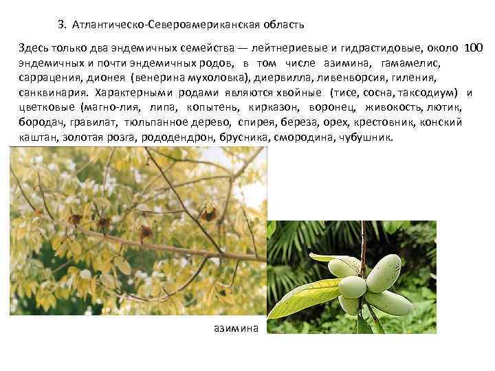 3. Атлантическо Североамериканская область Здесь только два эндемичных семейства — лейтнериевые и гидрастидовые, около