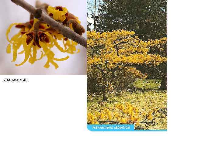 гамамелис 
