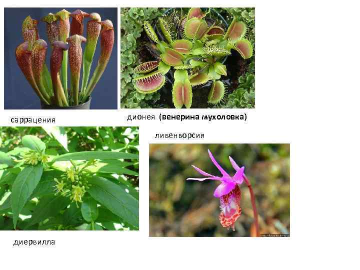саррацения дионея (венерина мухоловка) ливенворсия диервилла 