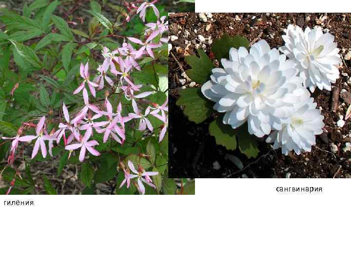 сангвинария гиления 