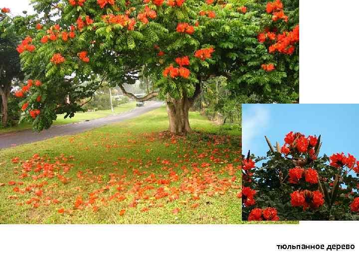 тюльпанное дерево 
