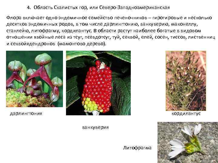 4. Область Скалистых гор, или Северо Западноамериканская Флора включает одно эндемичное семейство печеночников –