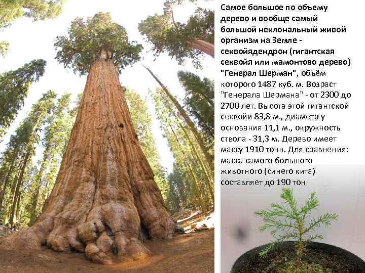 Самое большое по объему дерево и вообще самый большой неклональный живой организм на Земле