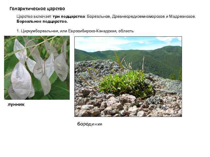 Голарктическое царство Царство включает три подцарства: Бореальное, Древнесредиземноморское и Мадреанское. Бореальное подцарство. 1. Циркумбореальная,
