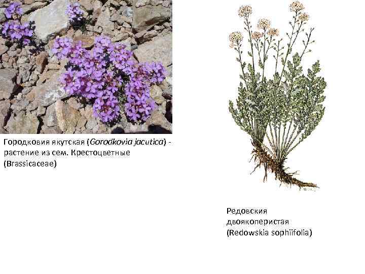 Городковия якутская (Gorodkovia jacutica) растение из сем. Крестоцветные (Brassicaceae) Редовския двоякоперистая (Redowskia sophiifolia) 