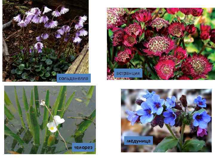 сольданелла астранция медуница телорез 