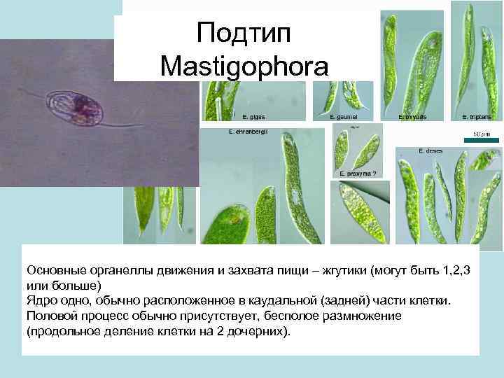 Подтип Mastigophora Основные органеллы движения и захвата пищи – жгутики (могут быть 1, 2,