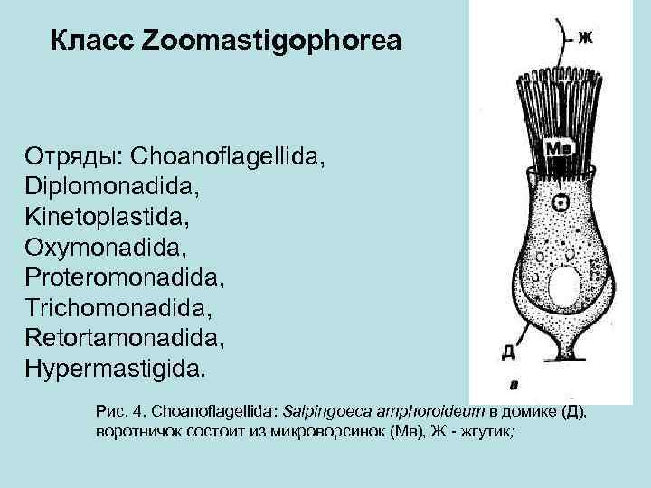 Класс Zoomastigophorea Отряды: Choanoflagellida, Diplomonadida, Kinetoplastida, Oxymonadida, Proteromonadida, Trichomonadida, Retortamonadida, Hypermastigida. Рис. 4. Choanoflagellida: