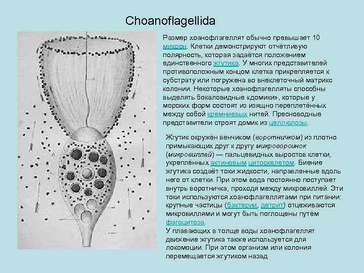 Choanoflagellida Размер хоанофлагеллят обычно превышает 10 микрон. Клетки демонстрируют отчётливую полярность, которая задаётся положением