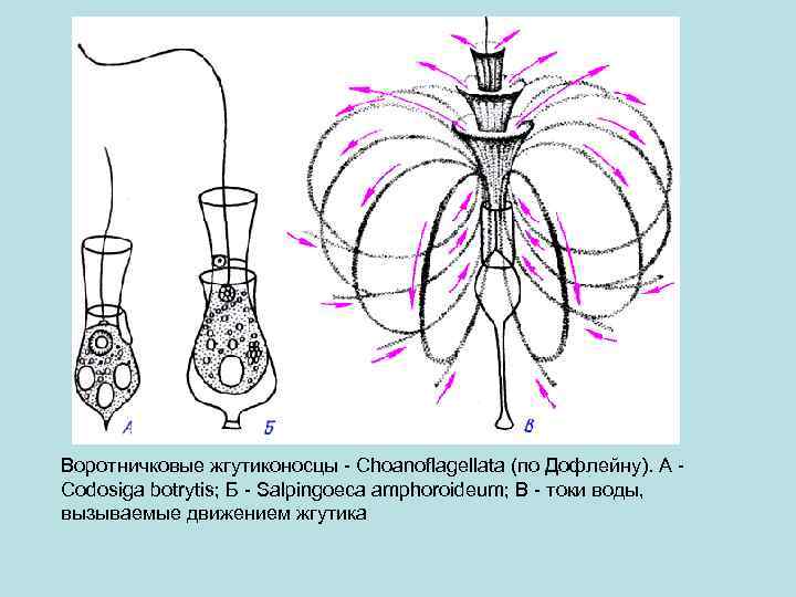 Воротничковые жгутиконосцы - Choanoflagellata (по Дофлейну). А - Codosiga botrytis; Б - Salpingoeca amphoroideum;