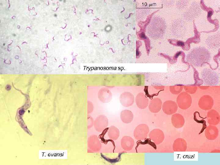 Trypanosoma sp. T. evansi T. cruzi 