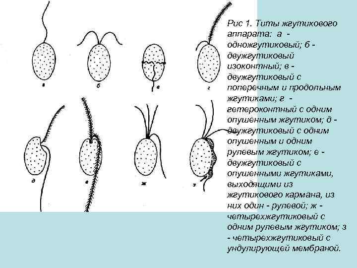 Рис 1. Титы жгутикового аппарата: а одножгутиковый; б двужгутиковый изоконтный; в двужгутиковый с поперечным