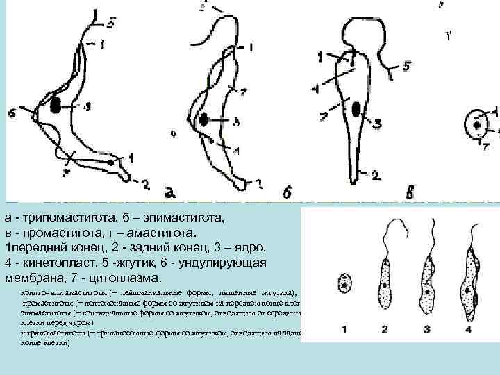 а - трипомастигота, б – эпимастигота, в - промастигота, г – амастигота. 1 передний