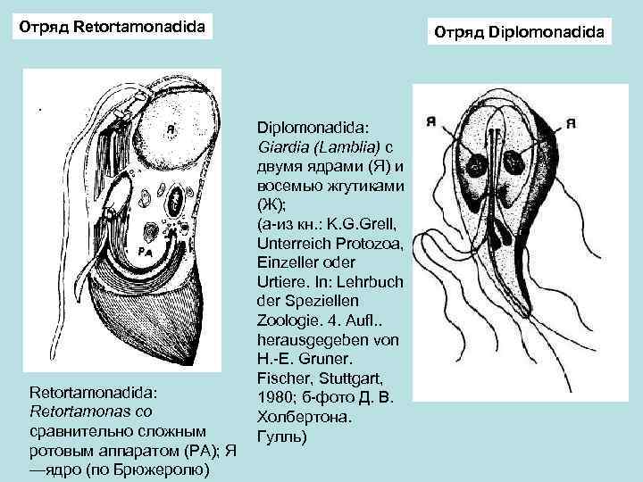 Отряд Retortamonadida: Retortamonas со сравнительно сложным ротовым аппаратом (РА); Я —ядро (по Брюжеролю) Отряд