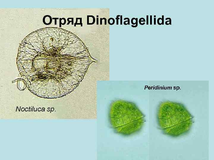 Отряд Dinoflagellida Peridinium sp. Noctiluca sp. 