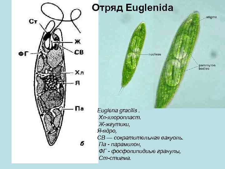 Эвглена сократительная вакуоль